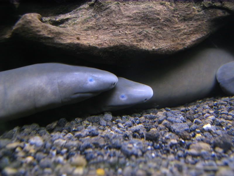 eels002.jpg