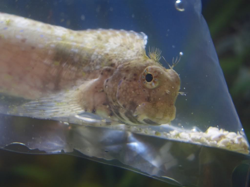 blenny.jpg