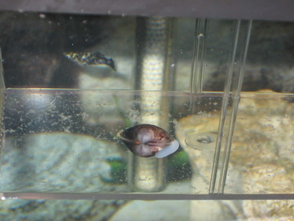 FreshwaterClam003.jpg