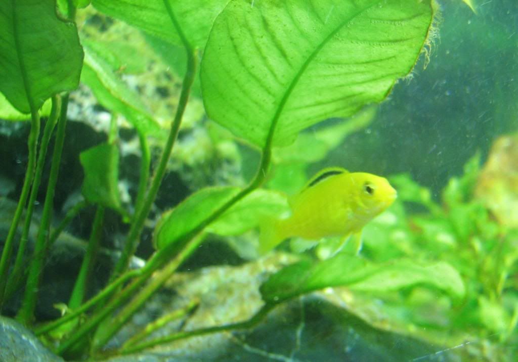FishTank074.jpg