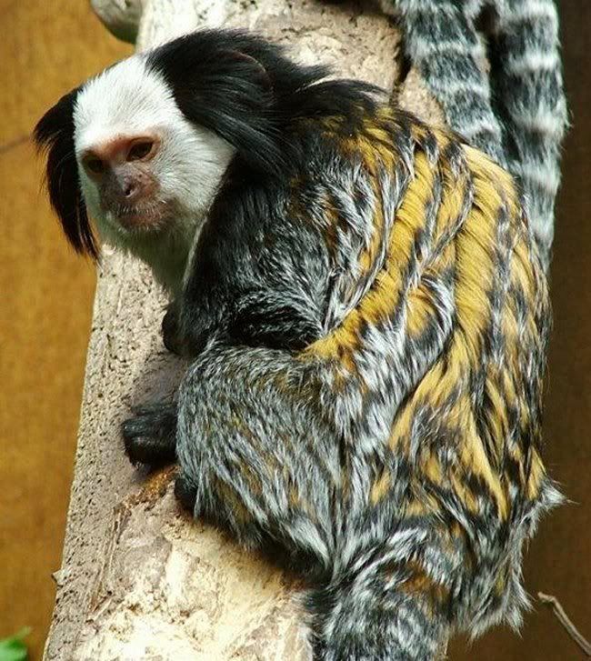 Marmoset.jpg