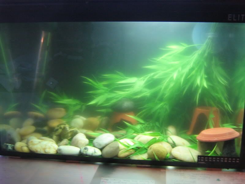 fishtank003-1.jpg