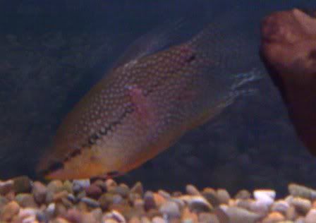 gourami1.jpg