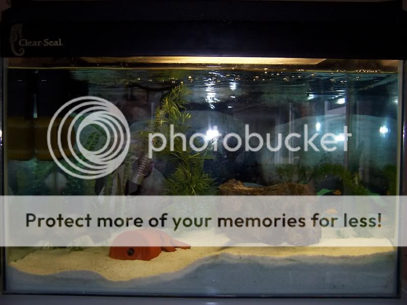 camerafryect005.jpg
