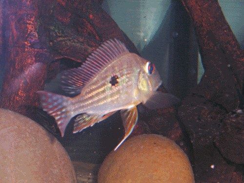 geophagus.gif