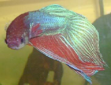 mybetta.jpg