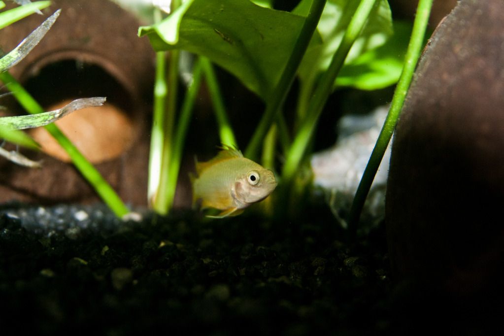 Fish-14.jpg
