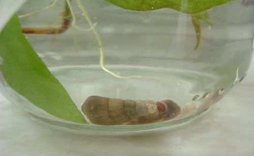 snailsside.jpg