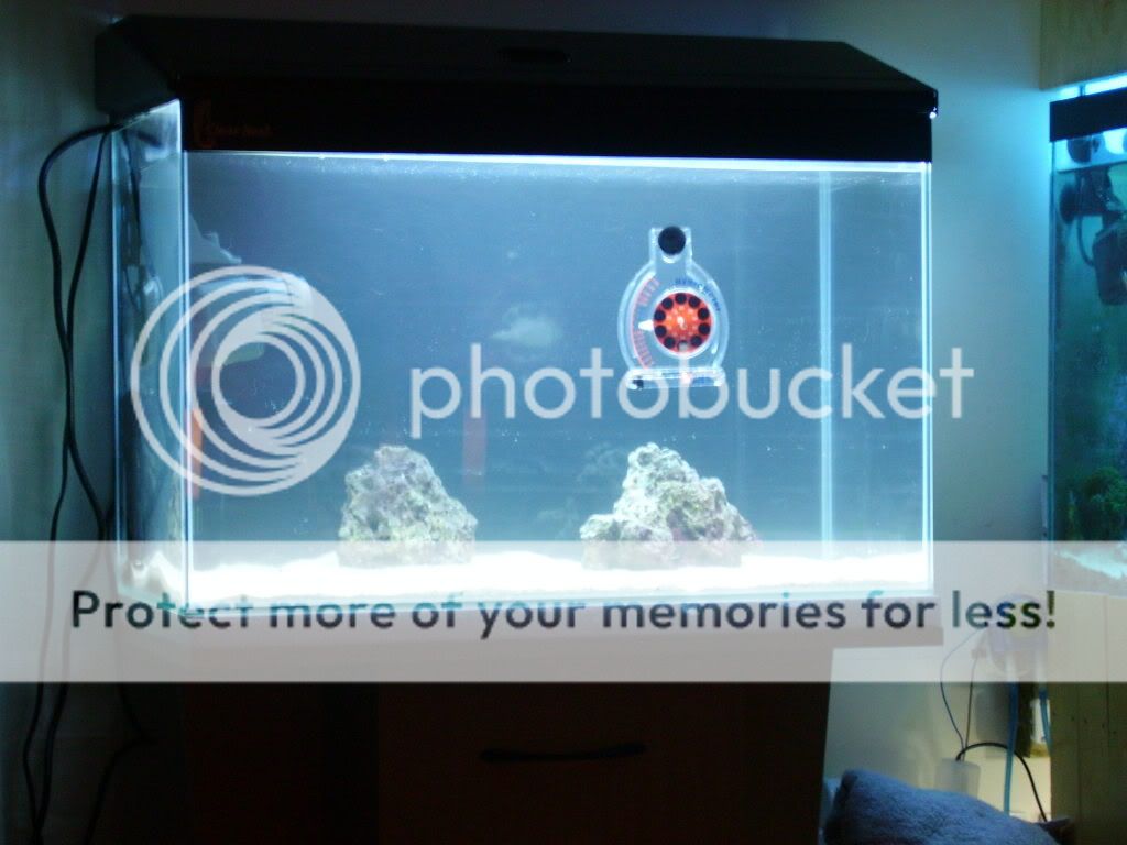 Seahorse004.jpg