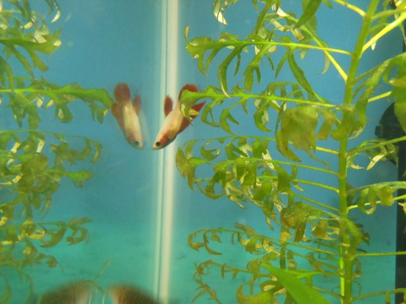 DSCN1656.jpg