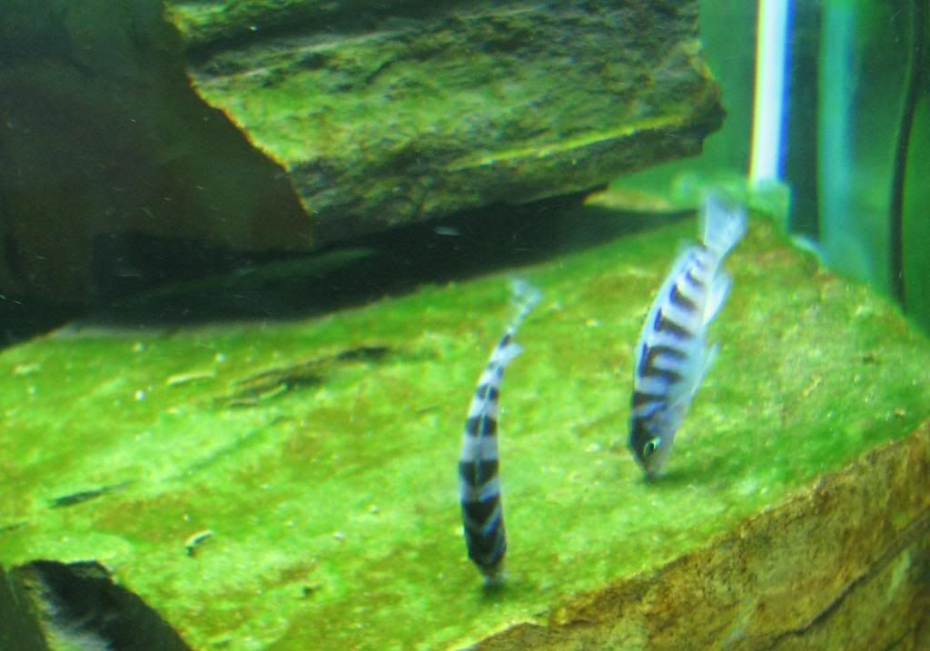 FishTank110.jpg