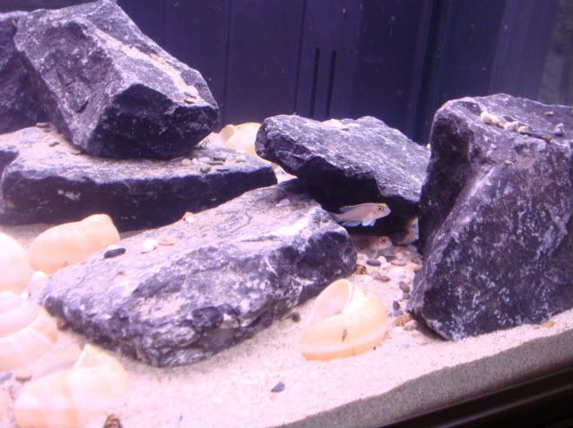 shelliebiotope009.jpg
