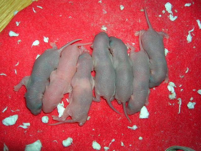 fuzzies084.jpg