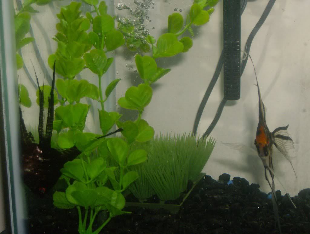 fishacide001.jpg