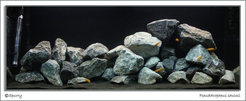 Pseudotropheussaulosi.jpg