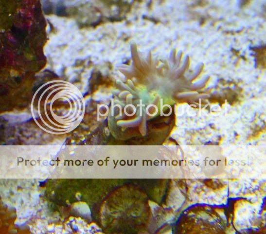 2009_0624Reef0111a.jpg