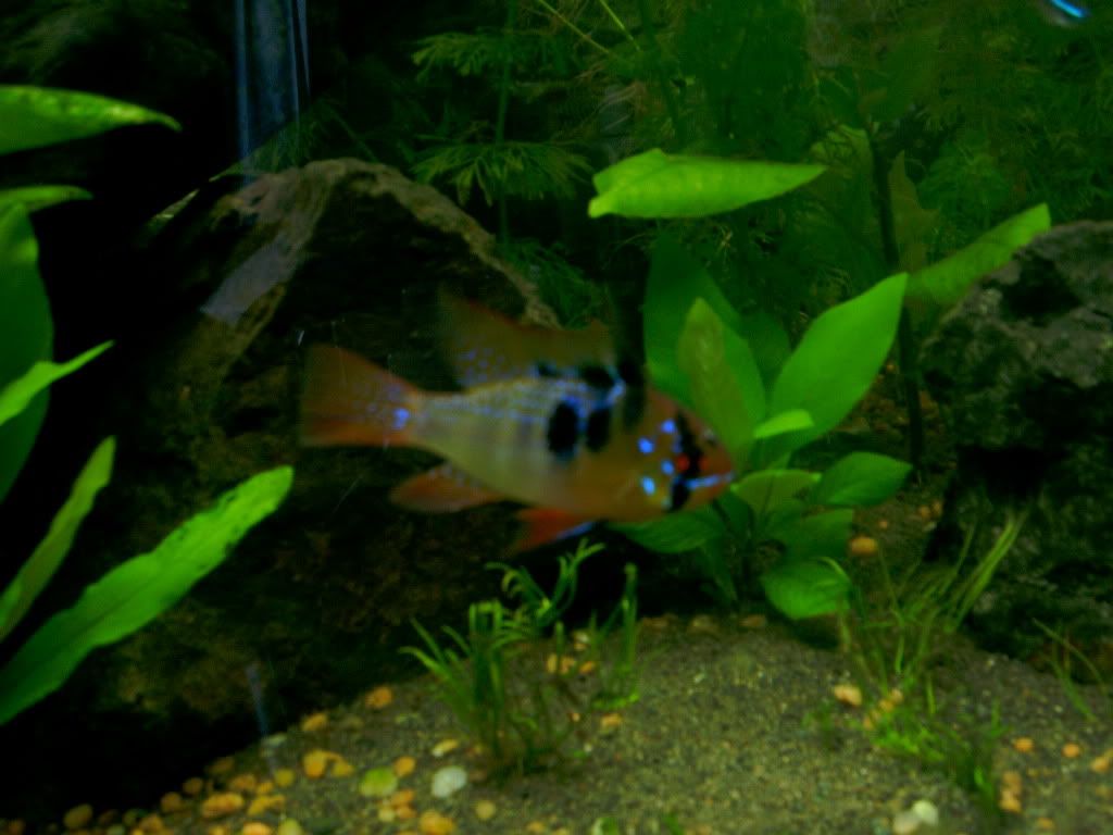 BLUERAMMALEORFEMALE001.jpg