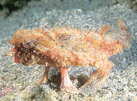 Ogcocephalus_parvus.jpg