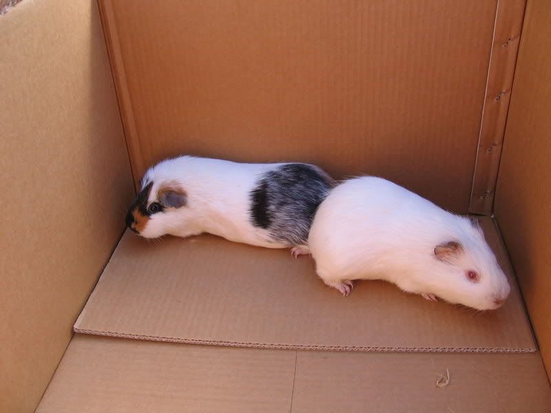 piggys003.jpg
