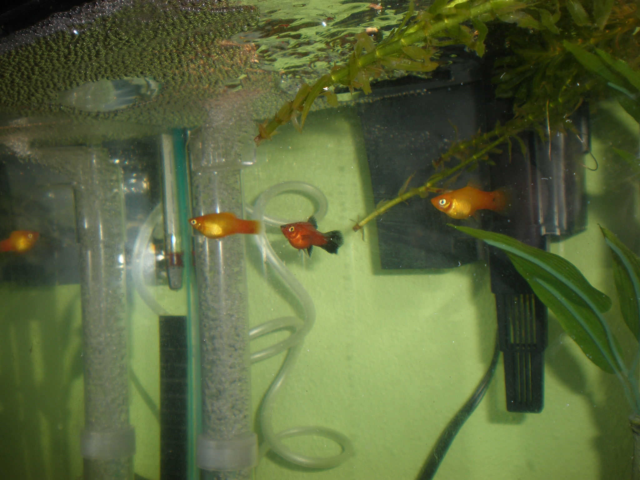 platies-01.jpg