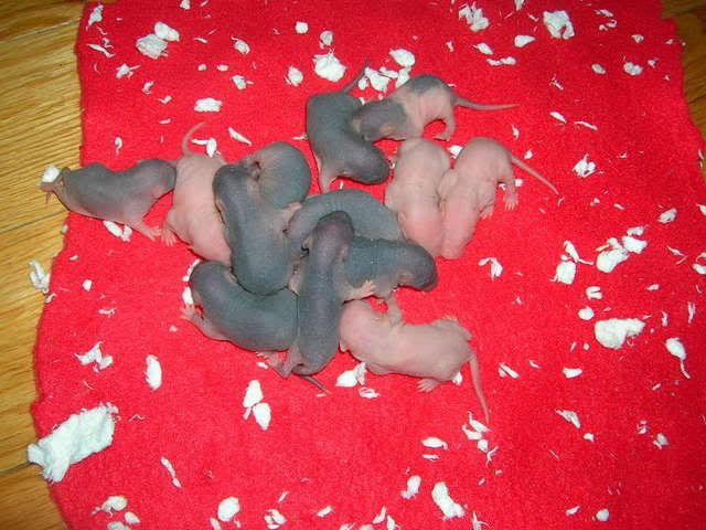 fuzzies2001.jpg