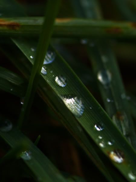 leafmacro.jpg