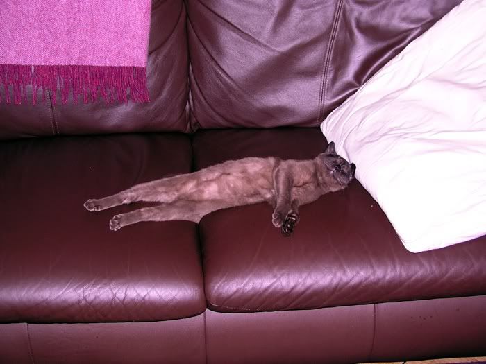 thaisuncouchpotato.jpg