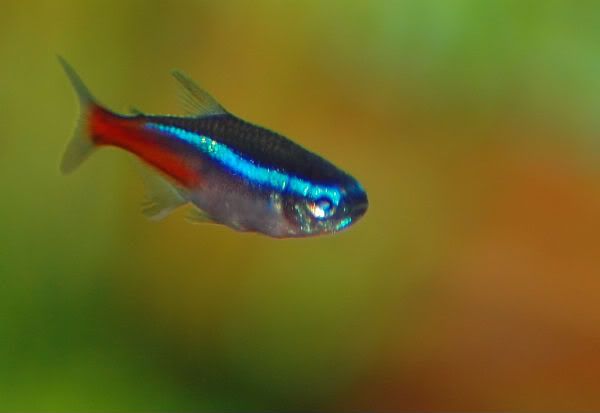 neon-tetra.jpg