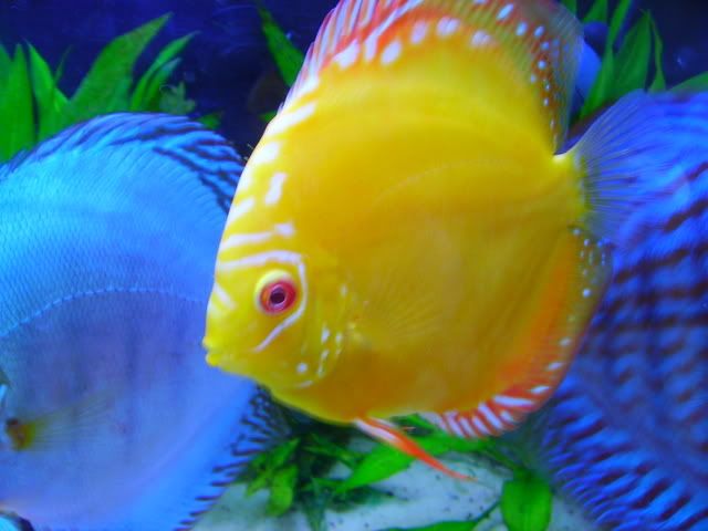 tank04013.jpg