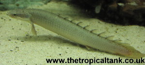 p_senegalus-juv1.jpg