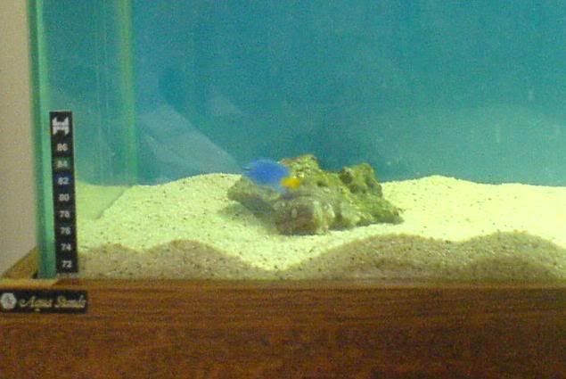 fish.jpg