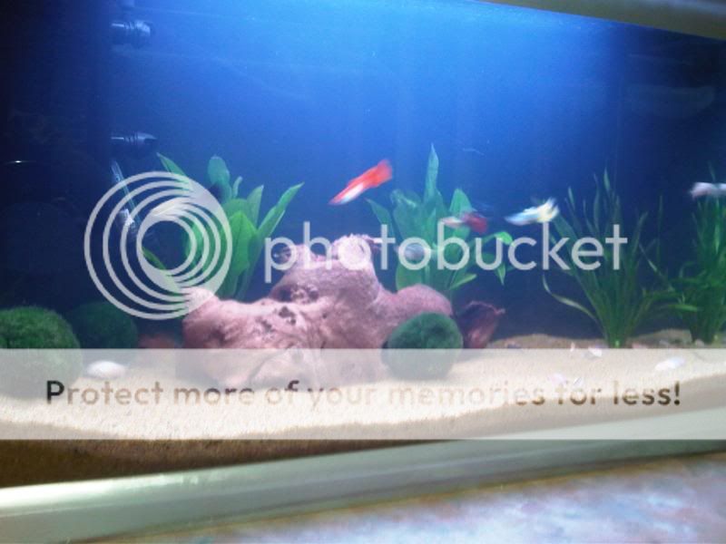 rescape2.jpg