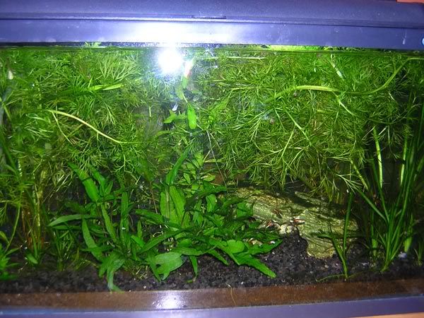 tank-before.jpg