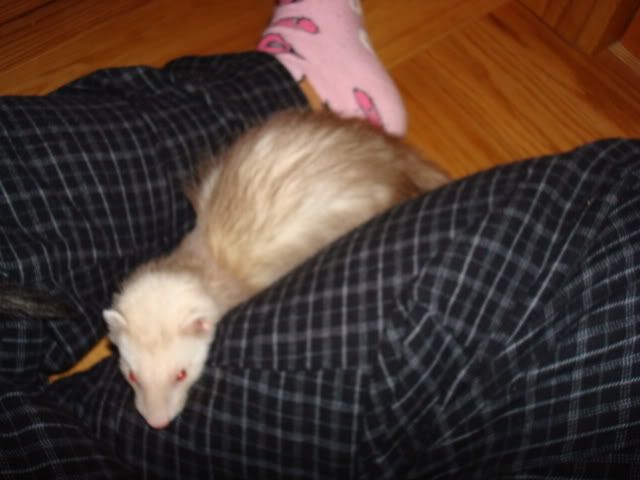 ferrets014.jpg