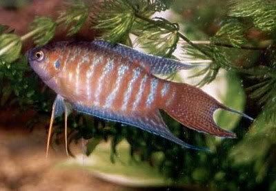 Macropodusopercularis.jpg