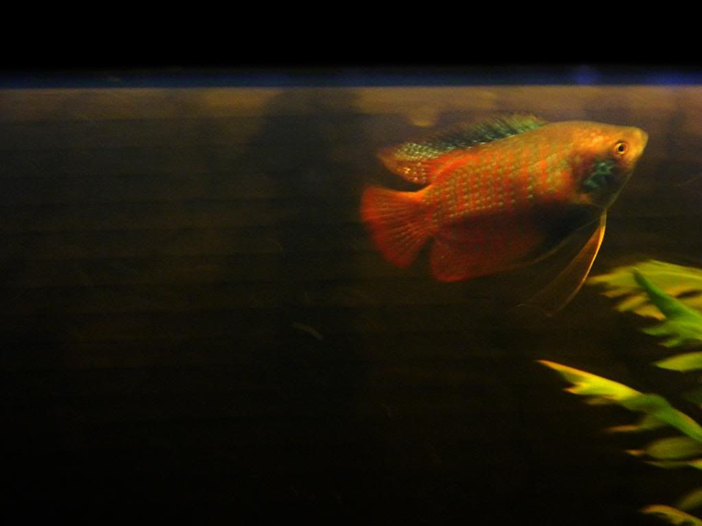 dwarfgourami_zps82a15ee5.jpg