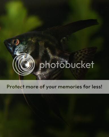 Fish21-06-09022.jpg
