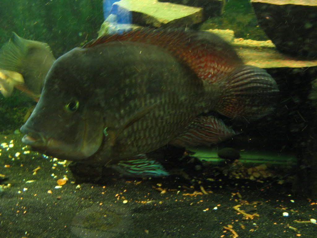 fish92009001.jpg