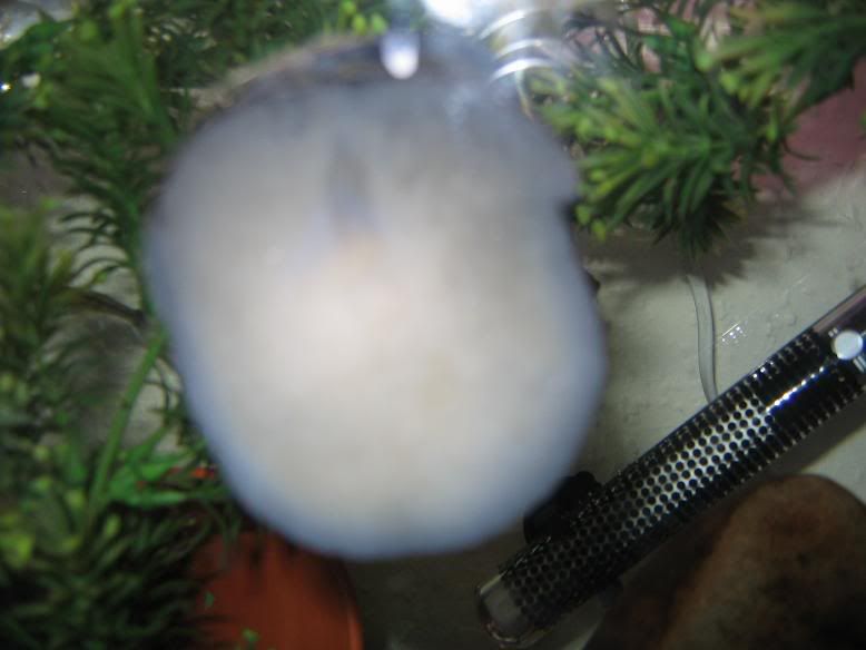 snails003.jpg