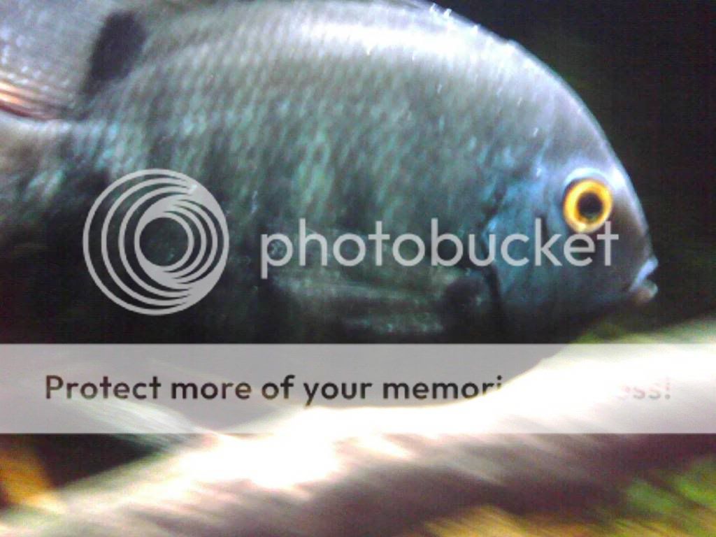 SeverumFull2.jpg