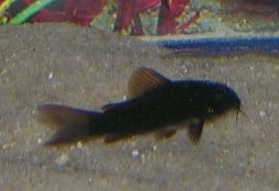 BlackCory2.jpg