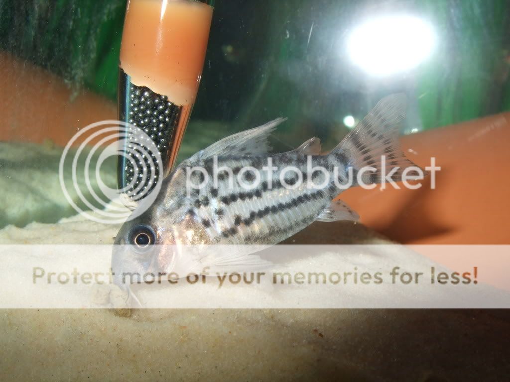 DSCF1031.jpg