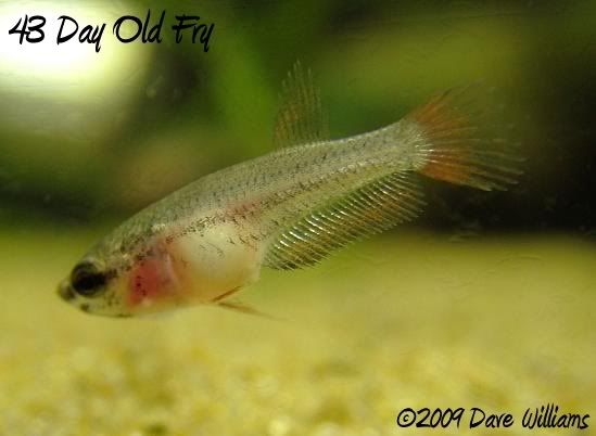 Image43daysoldfry3.jpg