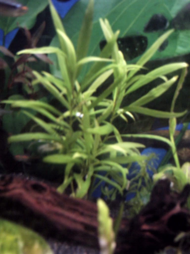 PICT0042.jpg