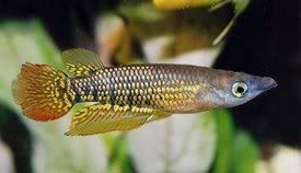 Aplocheilus_lineatus3.jpg