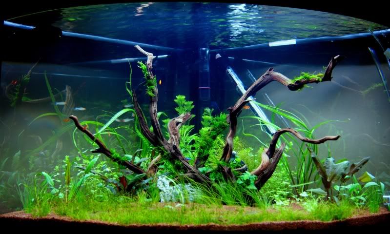 green1.jpg
