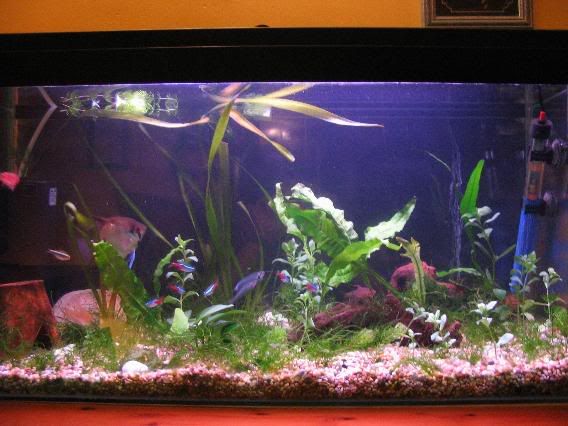 Mytankcompressed2.jpg