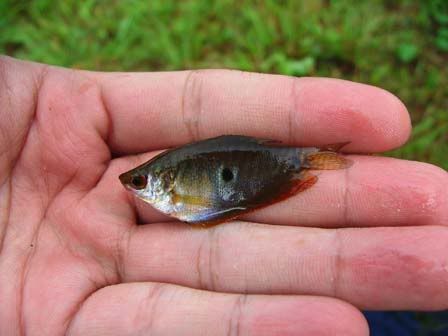 gourami-nibong.jpg