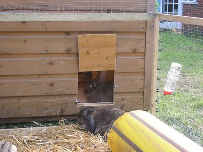 eeyore_twiglet_1_may_05.jpg