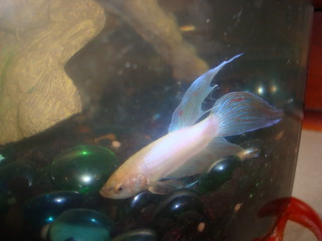 bettas010.jpg